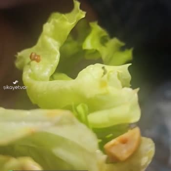 Liva Pastanesi | Livashop.com Salatanın İçinde Tırtıl