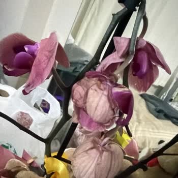 Çiçek Sepeti'nden Canlı Orkide Yerine Solmuş Çiçek Gönderilmesi