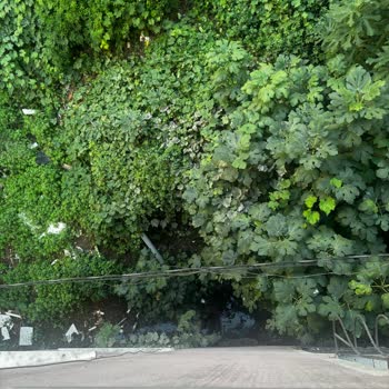 Kağıthane'de Fare Ve Çöp Sorunu İçin Sağlık Müdürlüğünden Acil İnceleme Talebi