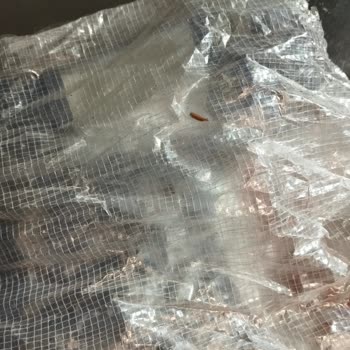 Yayla Siyah Pirinçte Güvelenme Ve Cevapsız Müşteri Hizmetleri