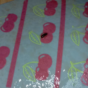 Piyale 500 G Fiyonk Makarna İçinde Böcek Bulunması Ve Gıda Güvenliği Endişesi