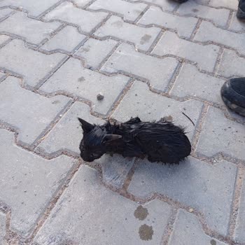 İtfaiye Telefon Görevlisinin Umursamaz Üslubu Kedinin Kurtarılmasında Kırıcı Yaklaşım