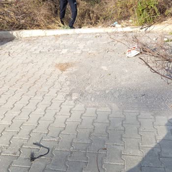 İtfaiye Telefon Görevlisinin Umursamaz Üslubu Kedinin Kurtarılmasında Kırıcı Yaklaşım