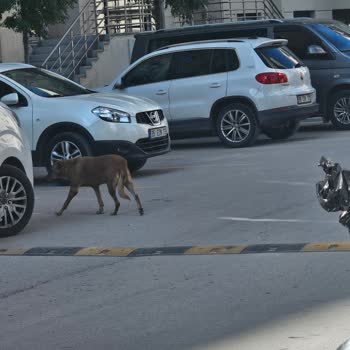 Site Ortak Alanlarında Sokak Köpekleri Sorunu Ve Yönetim Eksikliği