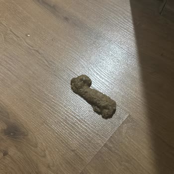 Migros’tan Alınan Sahte Royal Canin Kedi Maması Nedeniyle Kedinin Kusması Ve Ücret İadesi Talebi