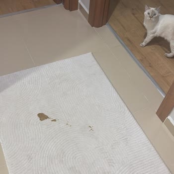 Migros’tan Alınan Sahte Royal Canin Kedi Maması Nedeniyle Kedinin Kusması Ve Ücret İadesi Talebi