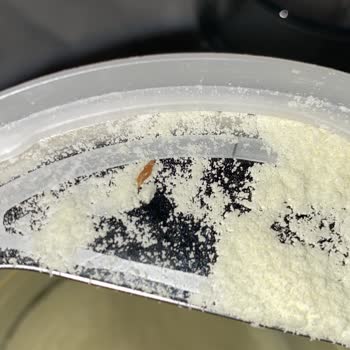 Mamamil Bebek Mamasında Böcek Bulunması Sağlık Endişesi Ve İade Talebi