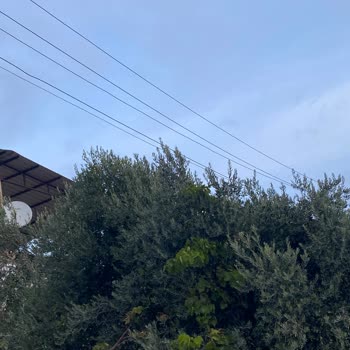 İzmir Torbalı Yazıbaşı Bölgesinde Düşen Elektrik Telleri Yangın Ve Can Güvenliğini Tehdit Ediyor