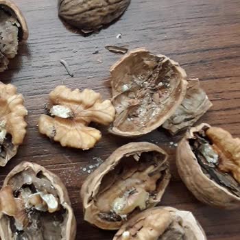 Migros Hemen'den Gelen Küflü Ceviz Ürünü Kalite Sorunu