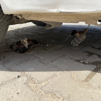Belge Motors'tan Citroen C3 Satın Alımında Gizli Arızalar Ve 48.550 TL Masraf Talebi