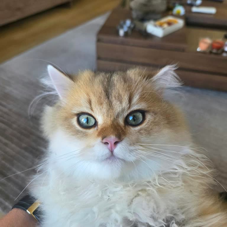 Mozole Cattery'den Satılan Kedinin Irkı Ve Fiyatı İle İlgili Aldatıcı Satış Şikayeti