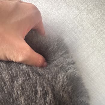 Yanlış Teşhis, Hatalı Enjeksiyon Ve Yasaklı İlaç Kullanımı Nedeniyle 80.000 TL Ödeme Ve Kedide Kist Oluşumu