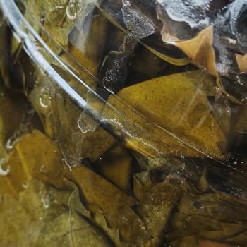 Naturel Dünyam Manisa Kapıda Ödemeli Asma Yaprağı Siparişinde Hayal Kırıklığı Ve İade Talebi
