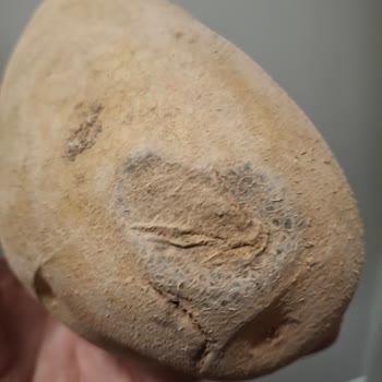 Kararmış Muz Ve Hasarlı Elmalar İçin Ücret İadesi Ve Çözüm Talebi