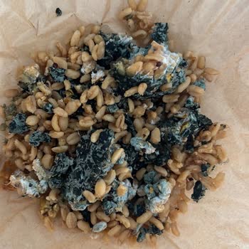 Migros Bahçelievler Şubesinde Kinoalı Bulgur Pilavının Küflenmesi Ve Güven Kırılması