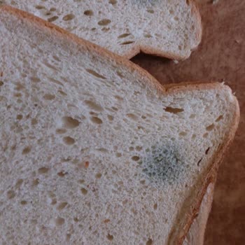 UNO Tost Diliminde Küf Ve Sağlık Riski