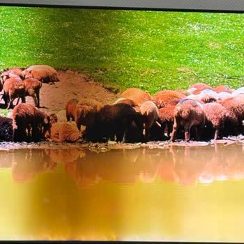 Samsung 65 İnç QLED Televizyonda Garanti Sonrası Ekran Arızası İçin 44 Bin TL Onarım Ücreti