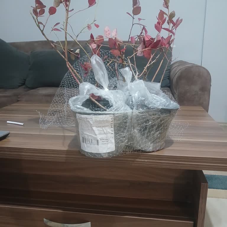 Fest Danışmanlık Ve Depolama Yanlış Ve Sağlıksız Fidan Teslimatı