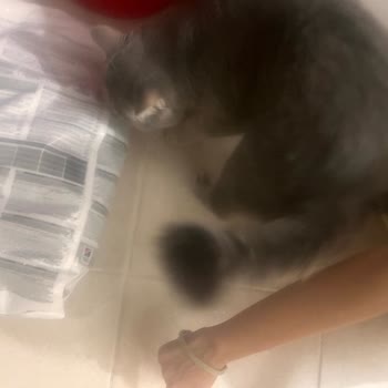 Hill's Kedi Maması Kötü Koku Nedeniyle İade Ve Ücret İadesi Talebi