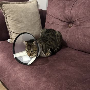 Veteriner Klinikte Yetersiz Malzeme Kullanımı Ve Yetkisiz Personel Müdahalesi