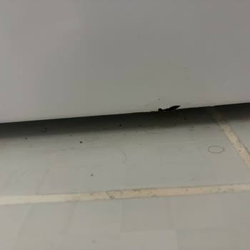 Profilo Çamaşır Makinesinin Ön Yüzeyindeki Paslanma Garanti Sonrası Ücretsiz Onarım Talebi