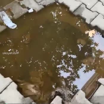 Diyarbakır Büyükşehir Belediyesi Rögar Sızıntı Var Ve Koku Sorunu