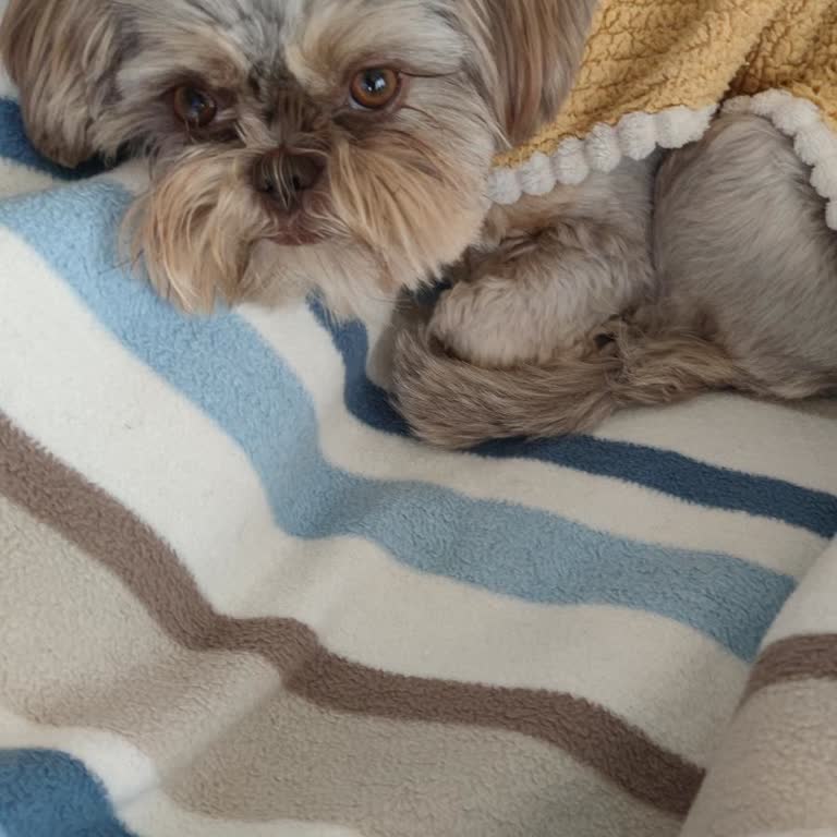 Tavuk Dünyası Şubesinde Köpekli Müşteriye Kaba Ve Saygısız Davranış
