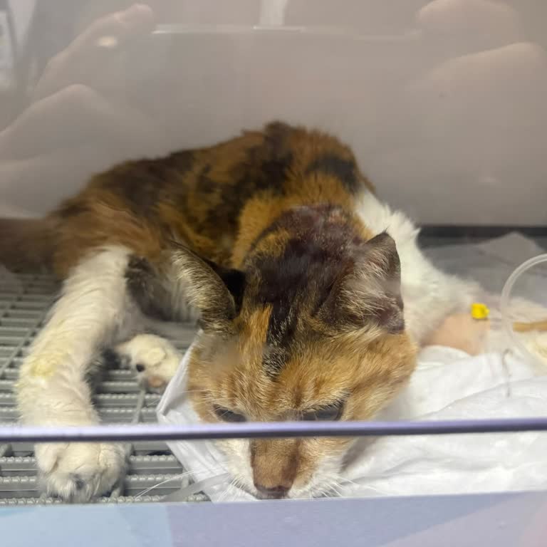 Pet Art Veteriner Kliniği Veteriner Hekimin Şiddetli Baskısı, Tıbbi İhmali Ve Ücret İddiası