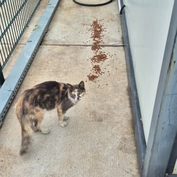 Enjoy Tavuklu Kedi Mamasının Kokusundan Şikayet Ve İade Talebi