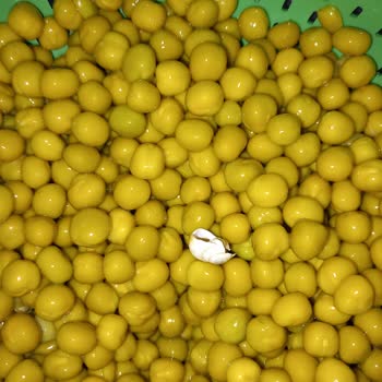 Migros Bezelye Konsantre Üründe Sümüksü Yapı Ve Salyangoz Bulunmasıyla Hijyen Skandalı