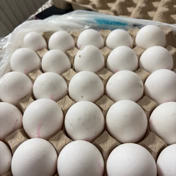 Kapalı Ambalajda Satılan Bozuk Yumurta İçin İade Talebim Reddedildi