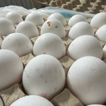 Kapalı Ambalajda Satılan Bozuk Yumurta İçin İade Talebim Reddedildi
