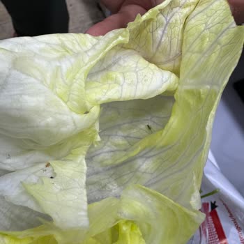 Ziyafet Çiğköfte Şubesinde Marul Yapraklarında Böcek Tespiti