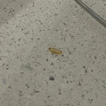 İndomie Hazır Noodle’da Kurt Bulunması Ve Müşteri Hizmetlerinden Cevapsızlık