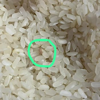 Yunus Market’ten Alınan Yayla Pirincinde Böcek Ve Yabancı Madde Tespiti