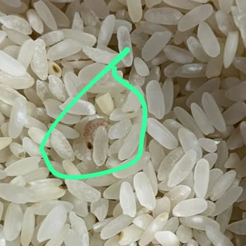 Yunus Market’ten Alınan Yayla Pirincinde Böcek Ve Yabancı Madde Tespiti