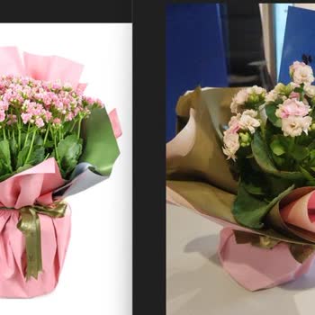 Pastel Pink Büyük Kalanşo Boyutu Ve Dolgunluğu Görselle Uyumlu Değil