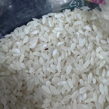 BİM Efsane Baldo Pirinçte Böcek Tespiti Ve Hijyen Şikayeti