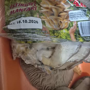 Hayat Mantar Ürününde Küf Ve Gıda Güvenliği Endişesi