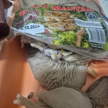 Hayat Mantar Ürününde Küf Ve Gıda Güvenliği Endişesi