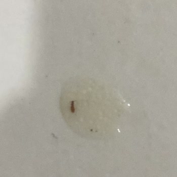 A101 Şubesinden Alınan Basmati Pirincinde Böcek Tespiti