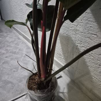 Körfez Gardens'dan Aldığım Saksı Çiçeklerde Kırık Ve Çürük Ürün, Saygısız Satıcı Yanıtı