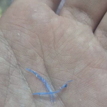 Lays Cipsinde Mavi Plastik Parça Görülmesi, Hijyen Ve Sağlık Endişesi