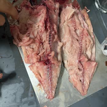 Bozulmuş Palamut Satışı, Sağlık Riski Ve İade Talebi