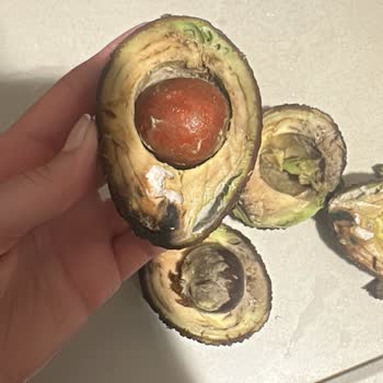 Migros Ataşehir Şubesinde Çürük Avokado Satışı Ve İade Talebi