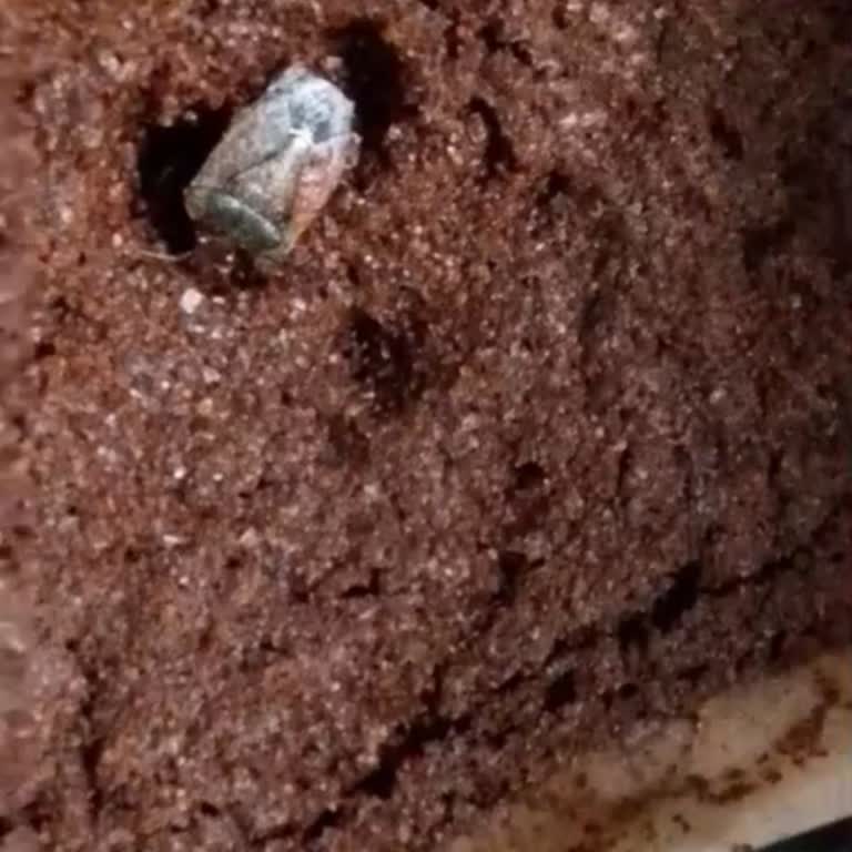 Jacobs Filtre Kahvede Böcek Sorunu Ve Sağlık Riski