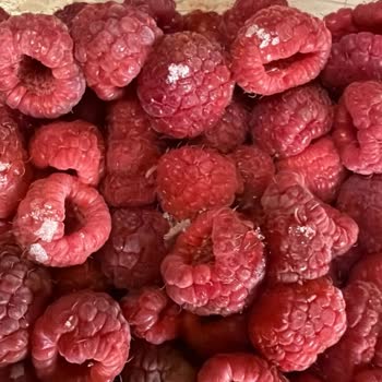 Turkey_malina Ahududu Ürününde Larva Bulunması Ve İade Talebi