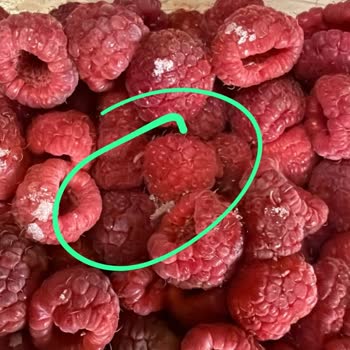 Turkey_malina Ahududu Ürününde Larva Bulunması Ve İade Talebi