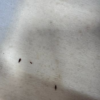 Korupark Migros Şubesinde Tarihi Geçmemiş Cevizli Pestilde Böcek Görüldü