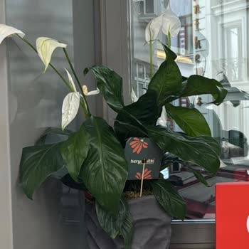 Heryerbitki.com'da Yanıltıcı Vazo Görseli Ve Cevapsız Müşteri Hizmeti